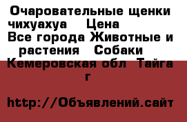 Очаровательные щенки чихуахуа  › Цена ­ 25 000 - Все города Животные и растения » Собаки   . Кемеровская обл.,Тайга г.